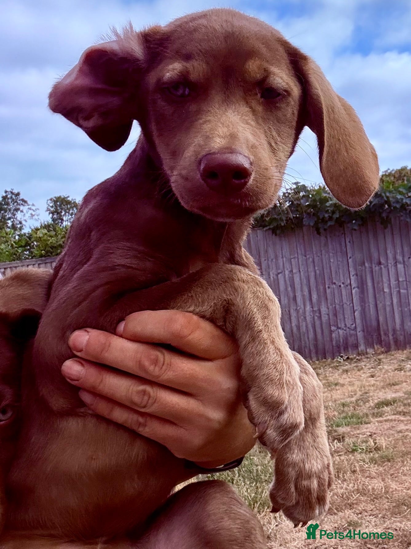Mixed Breed dogs  🏡 LAST 2  Weimaraner X Husky Shepherd  - Advert 2