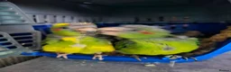 Mixed Breed birds for sale:  kakariki chicks hand tame  - Advert 33