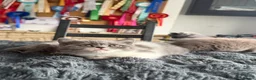 British Shorthair cats for sale: 🐾 Beautiful British Shorthair Kittens 🐾 - Advert 6