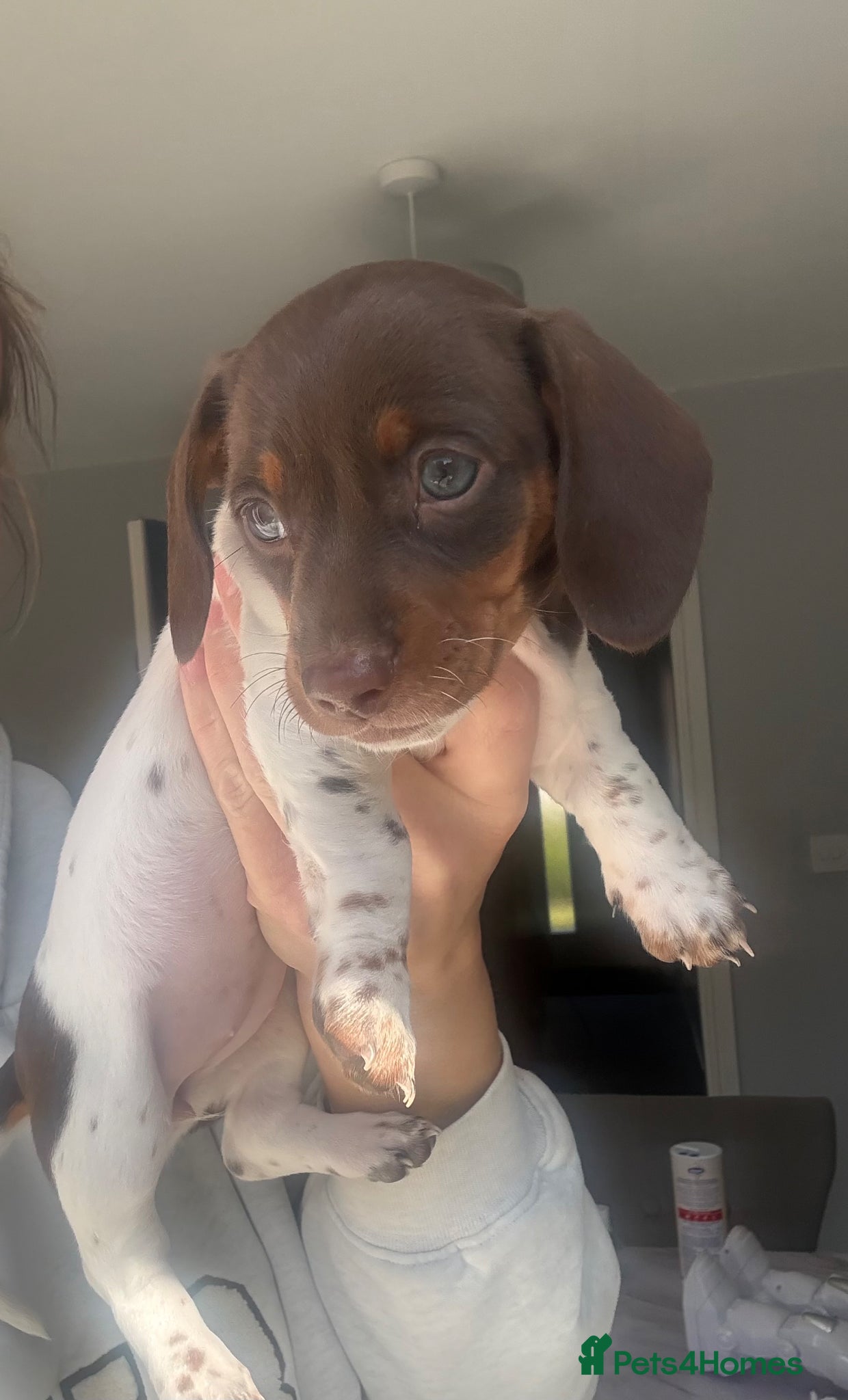 Miniature Dachshund dogs Kc registered miniature dachshunds 1 female left  - Advert 17