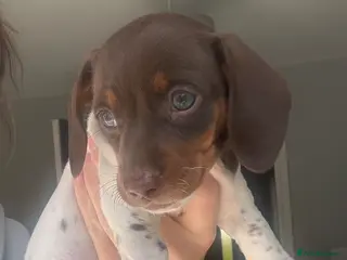 Miniature Dachshund dogs Kc registered miniature dachshunds 1 female left - Advert 17