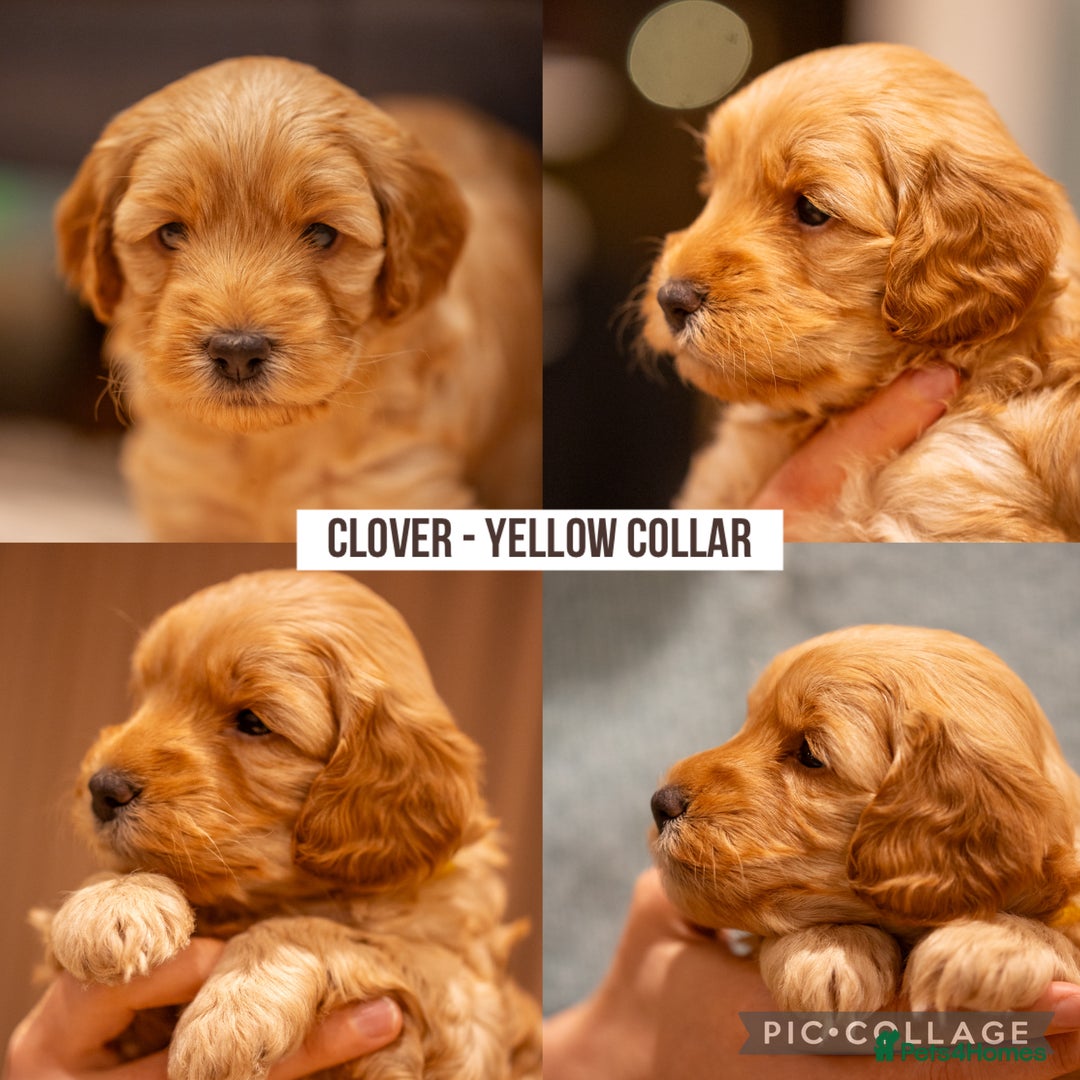 Cockapoo dogs for sale: Stunning F2b Miniature Cockapoos / Health Tested - Image 9