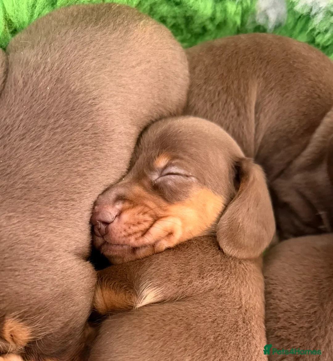 Miniature Dachshund dogs for sale: Mini smooth dachshund boys  - Advert 8