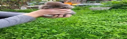 Mini Lop rabbits for sale: Beautiful mini lops - Advert 6
