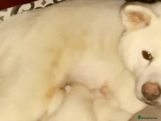 Mixed Breed dogs Japanese Akita Puppies - Advert 1