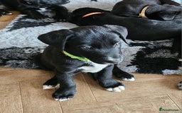 Borador dogs for sale: Black Collie X Labrador Ready to leave 26th Oct - Image 2
