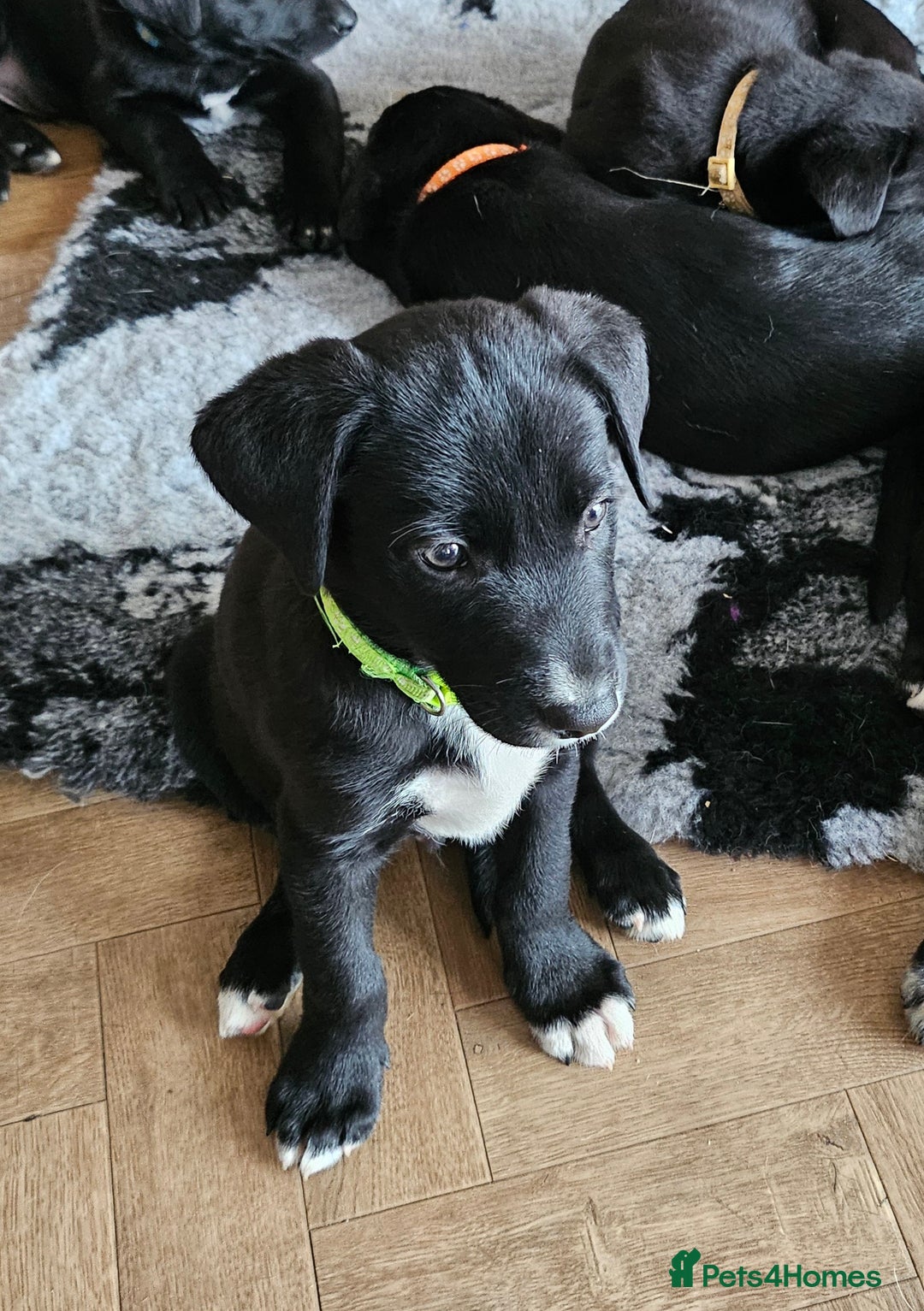 Borador dogs for sale: Black Collie X Labrador Ready to leave 26th Oct - Image 2