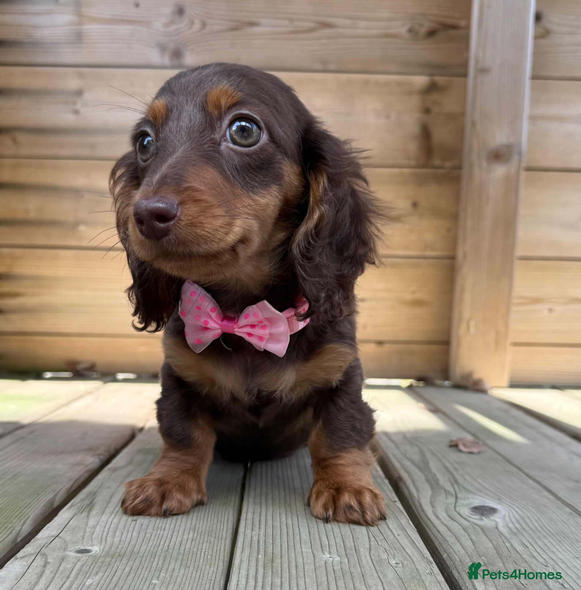 Miniature Dachshund dogs Stunning Longcoats 5 Star Reviews 5 Star Licensed - Advert 16