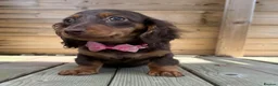 Miniature Dachshund dogs for sale: Stunning Longcoats 5 Star Reviews 5 Star Licensed - Advert 1