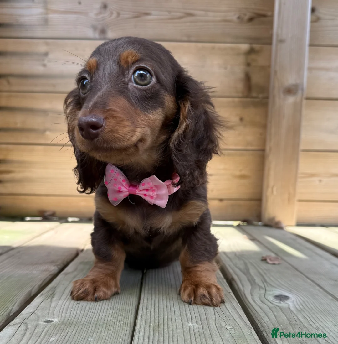 Miniature Dachshund dogs for sale: Stunning Longcoats 5 Star Reviews 5 Star Licensed - Advert 1