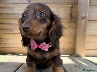 Miniature Dachshund dogs Stunning Longcoats 5 Star Reviews 5 Star Licensed - Advert 16
