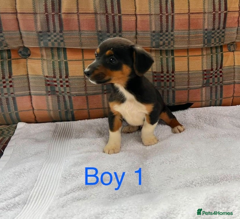 Jack Russell dogs Jack Russell  - Advert 2