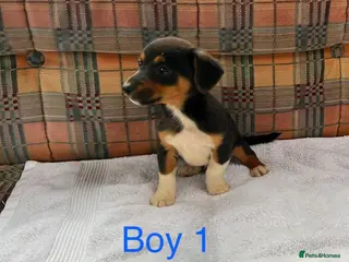 Jack Russell dogs Jack Russell - Advert 2