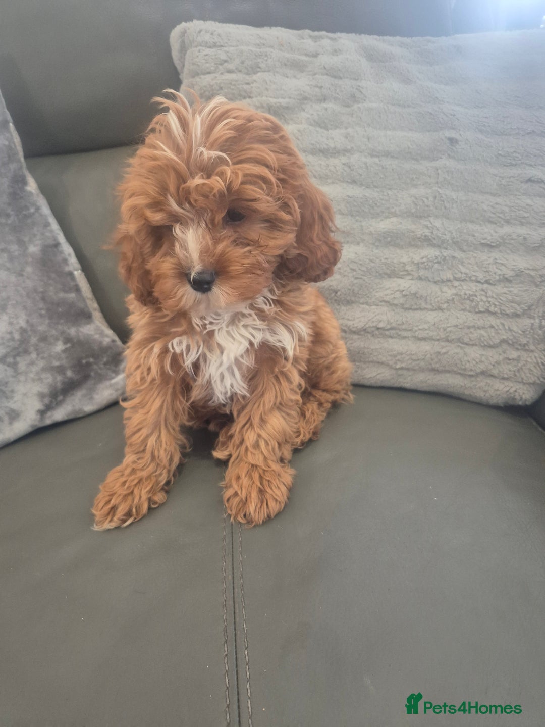 Cavapoo dogs for sale: Stunning Cavapoo Babies - ready this weekend - Image 30