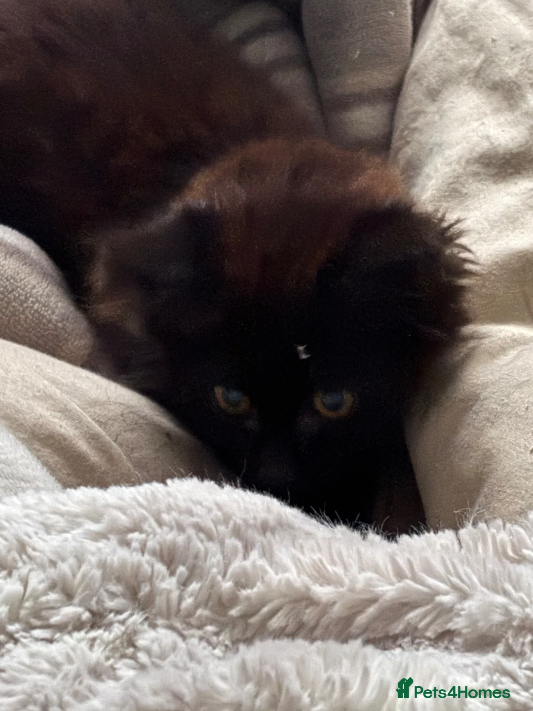 Mixed Breed cats for sale: Help needed for this rescue kitten - Advert 2