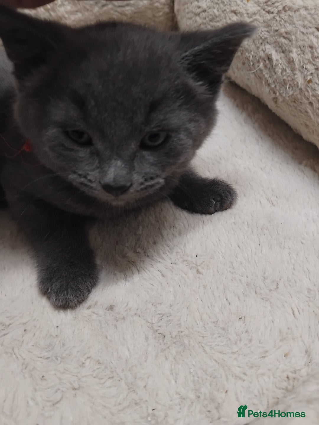 British Shorthair cats for sale: Fluffy playfull British sorthair kittens available - Image 4