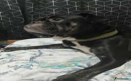 Dorset Olde Tyme Bulldogge dogs for sale: The BEST Companion ull ever have, Diesel £75  ❤️🙏 - Advert 11