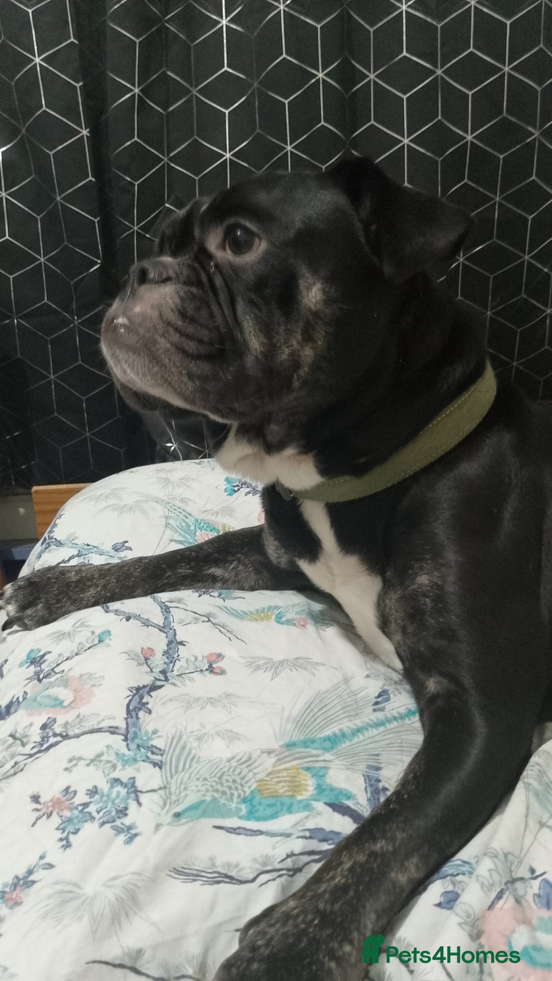 Dorset Olde Tyme Bulldogge dogs for sale: The BEST Companion ull ever have, Diesel £75  ❤️🙏 - Advert 11