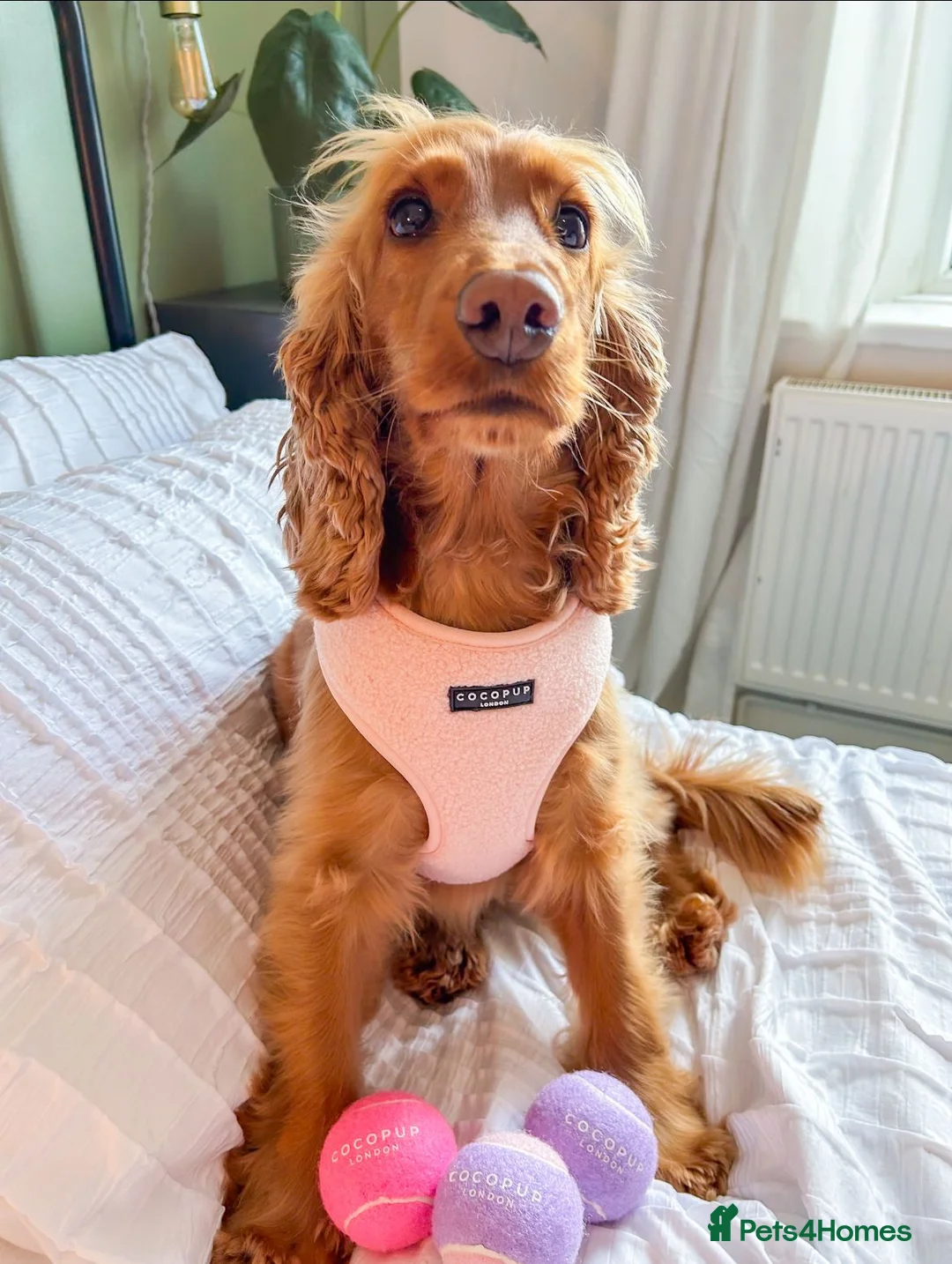 Cocker Spaniel dogs for sale: PRE ADVERT- Show Type Cocker Spaniel Puppies - Advert 1