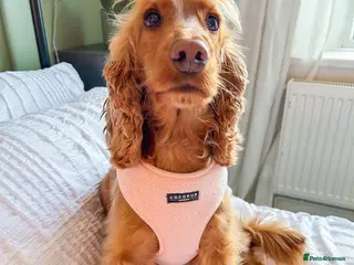 Cocker Spaniel dogs PRE ADVERT- Show Type Cocker Spaniel Puppies - Advert 1