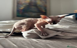 Sphynx cats for sale: Sweet Cream Sphynx Kitten looking for a family - Image 6