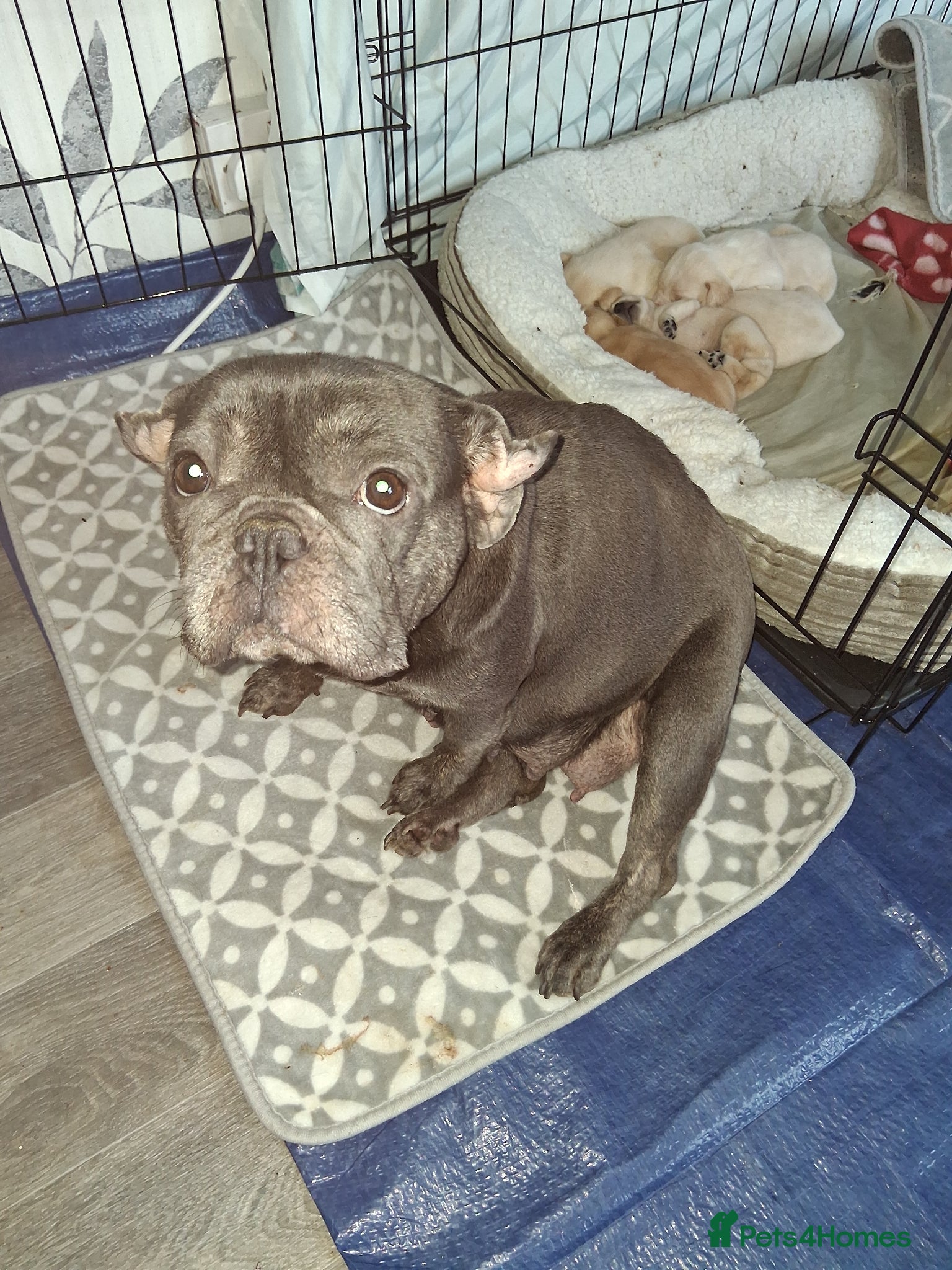 Mixed Breed dogs Fockers - Advert 1