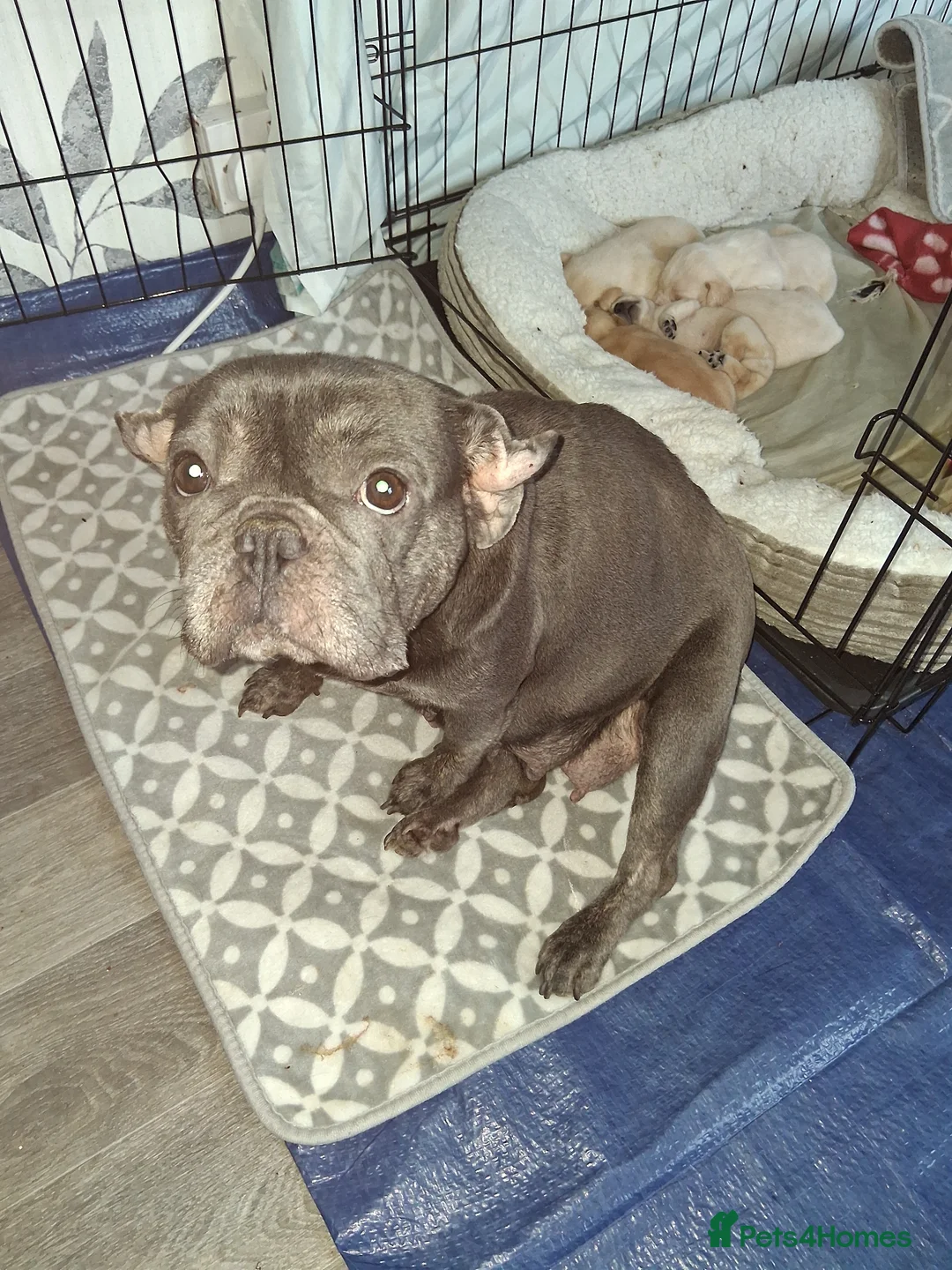 Mixed Breed dogs for sale: Fockers - Advert 1