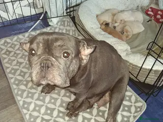 Mixed Breed dogs Fockers - Advert 7