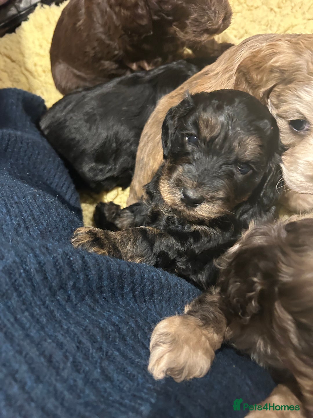 Cockapoo dogs for sale: Cockapoo puppies  - Advert 10