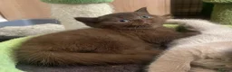 British Shorthair cats for sale: British longhair and shorthair kittens  - Advert 29
