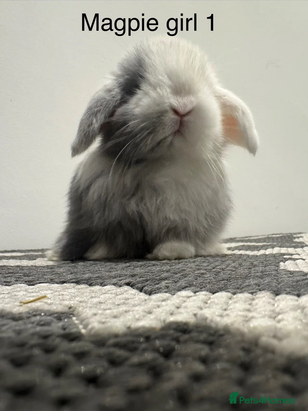 Mini Lop rabbits for sale: ⭐️mini lops ready to reserve⭐️ in Harleston - Advert 9