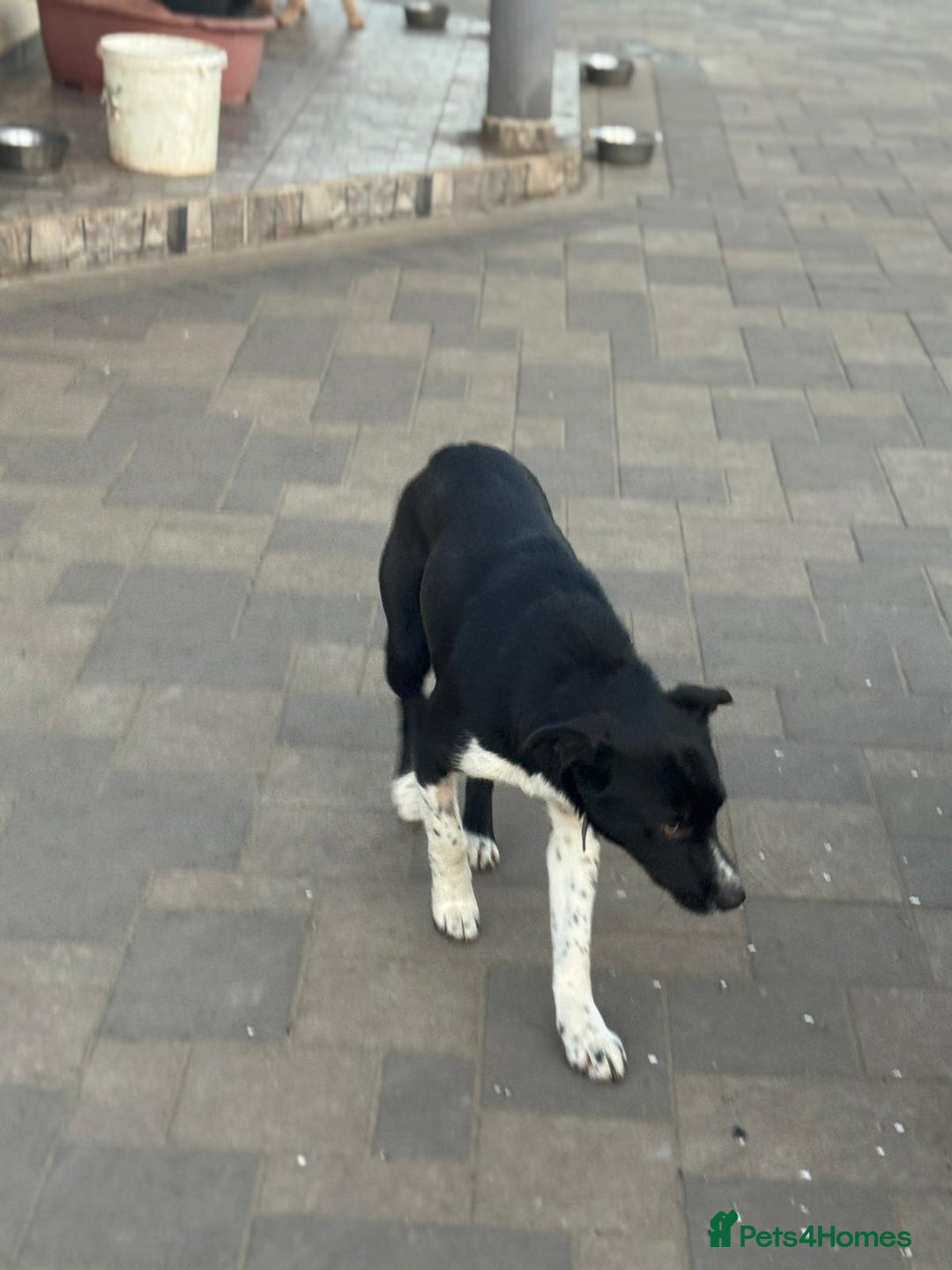 Mixed Breed dogs for adoption: Gorgeous Maylo looking for love - Advert 19