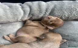 Chihuahua dogs for sale: One of a kind ChiPin Puppies - Image 17