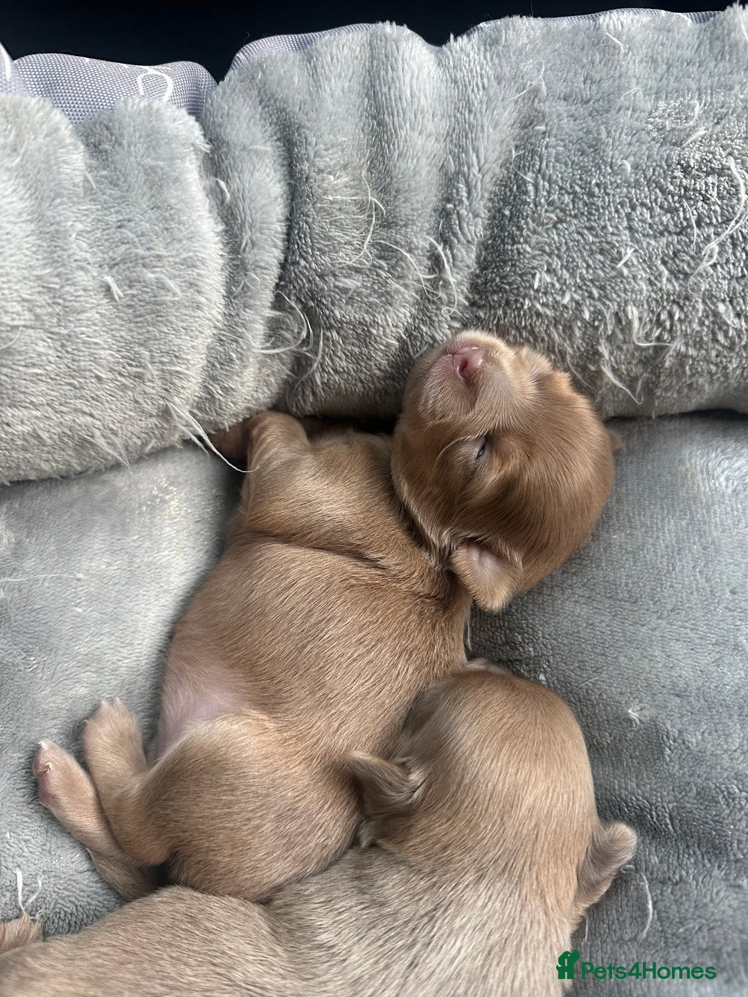 Chihuahua dogs for sale: One of a kind ChiPin Puppies - Image 17