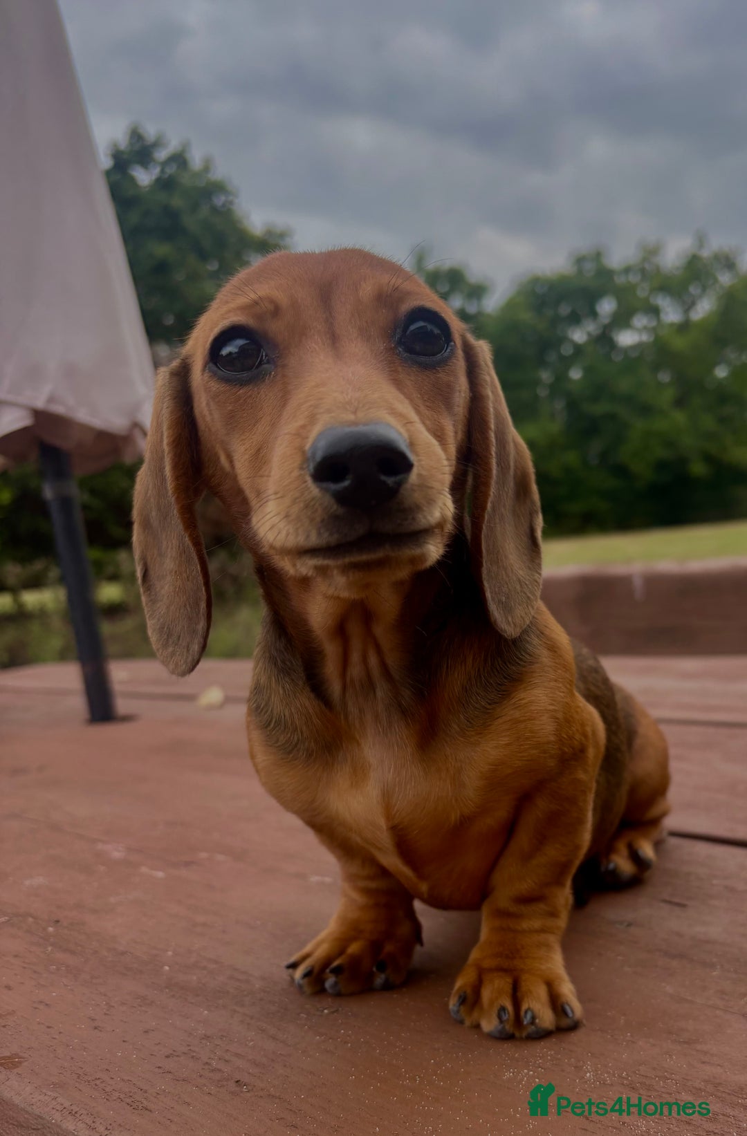 Dachshund dogs for sale: CHAMPION LINE KC REG MINI DACHSHUND GIRLS  - Image 27