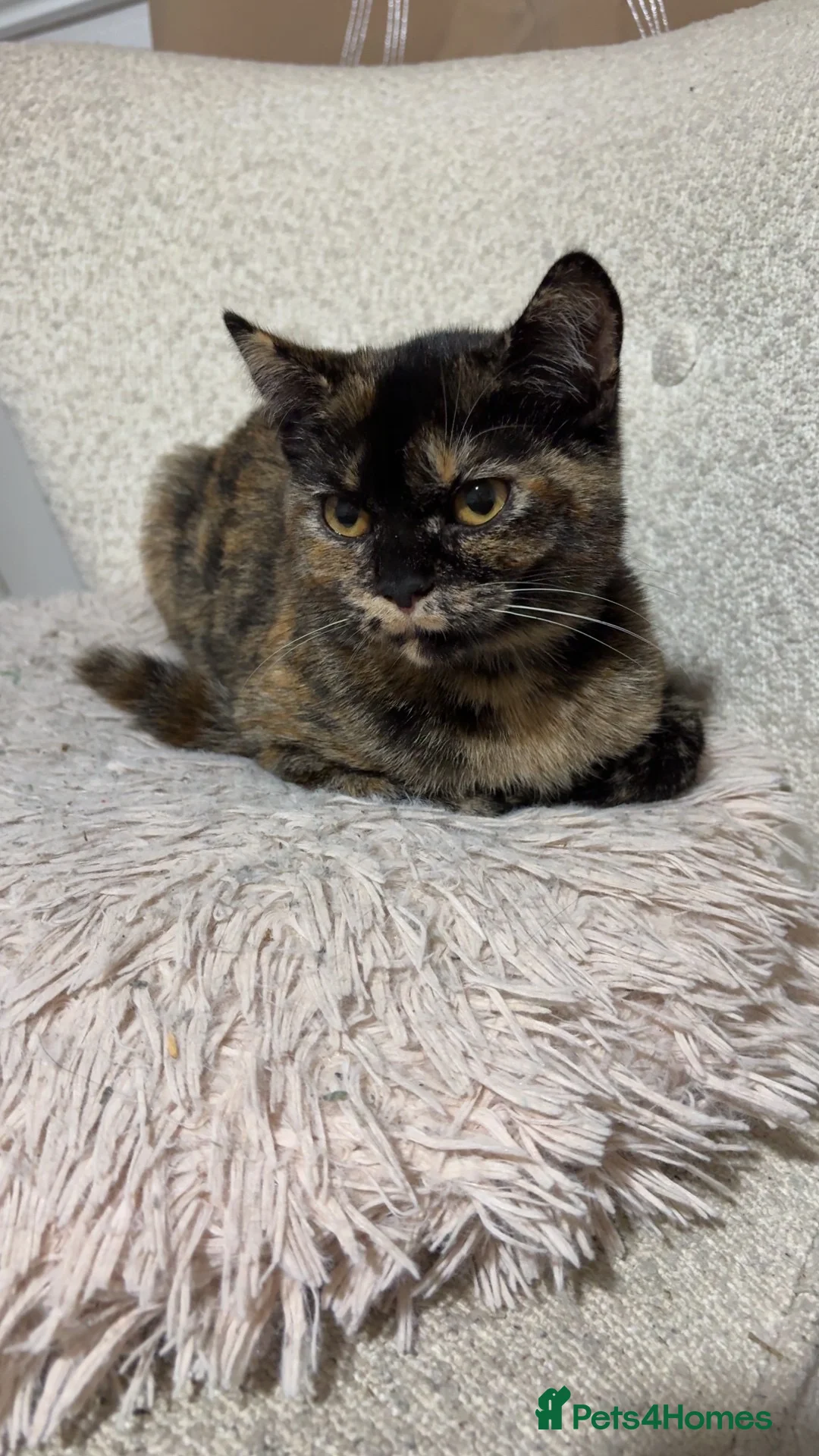British Shorthair cats for sale: 6 month kitten in Llanelli - Advert 2