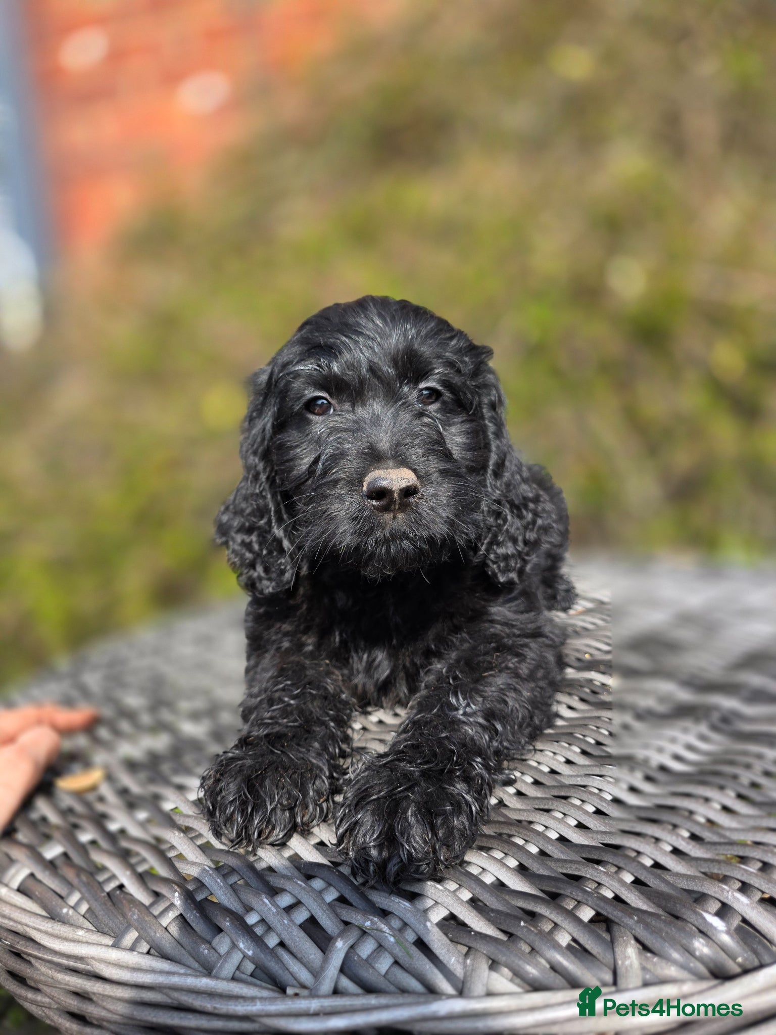 Goldendoodle dogs Ready Now Outstanding F1 Goldendoodle Puppies - Advert 1