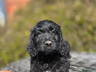 Goldendoodle dogs Ready Now Outstanding F1 Goldendoodle Puppies - Advert 5