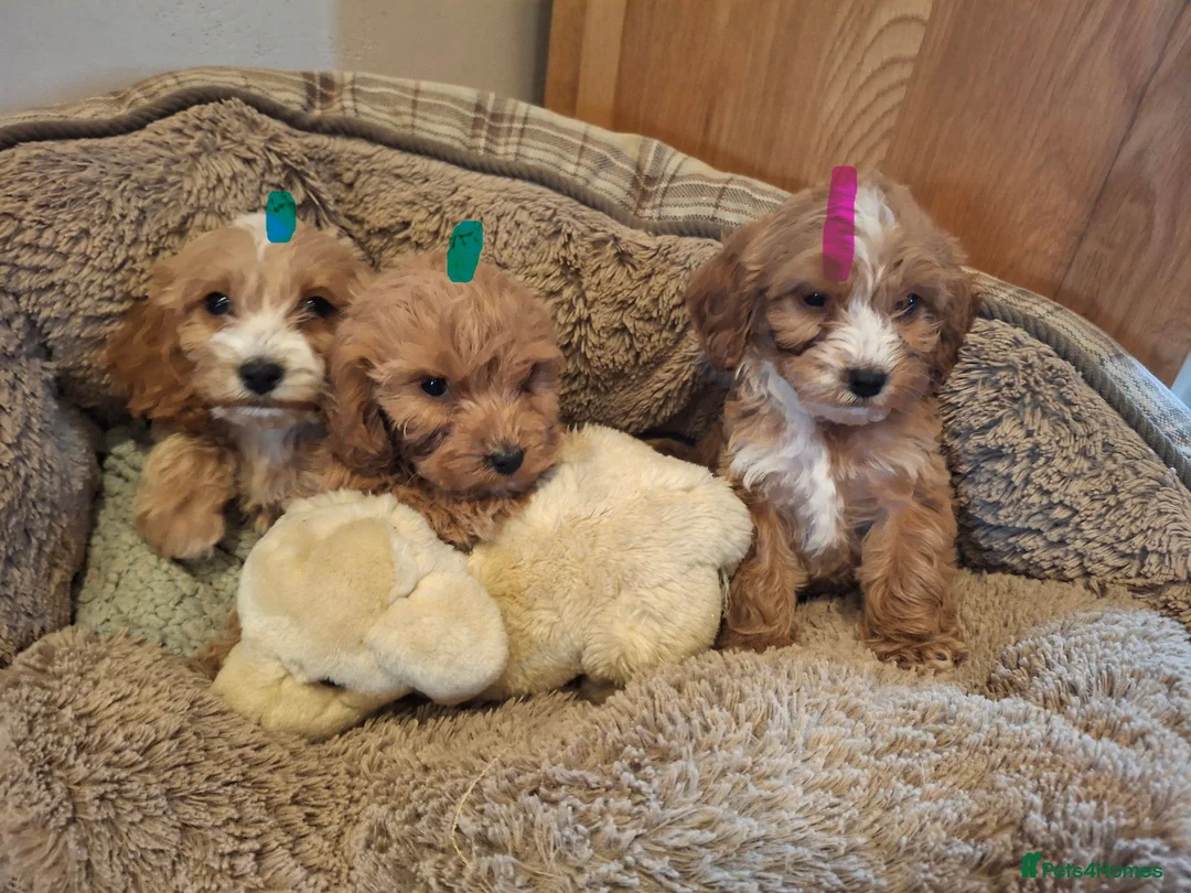 Cockapoo dogs for sale: Minature show cockapoo in Llanrwst - Advert 2