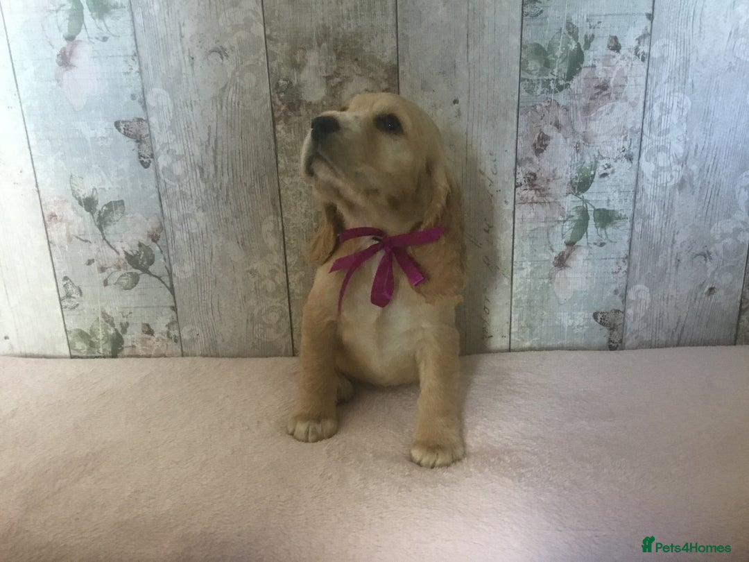 Cocker Spaniel dogs for sale: Adorable, Social, Confident KC reg Cocker pups - Image 24