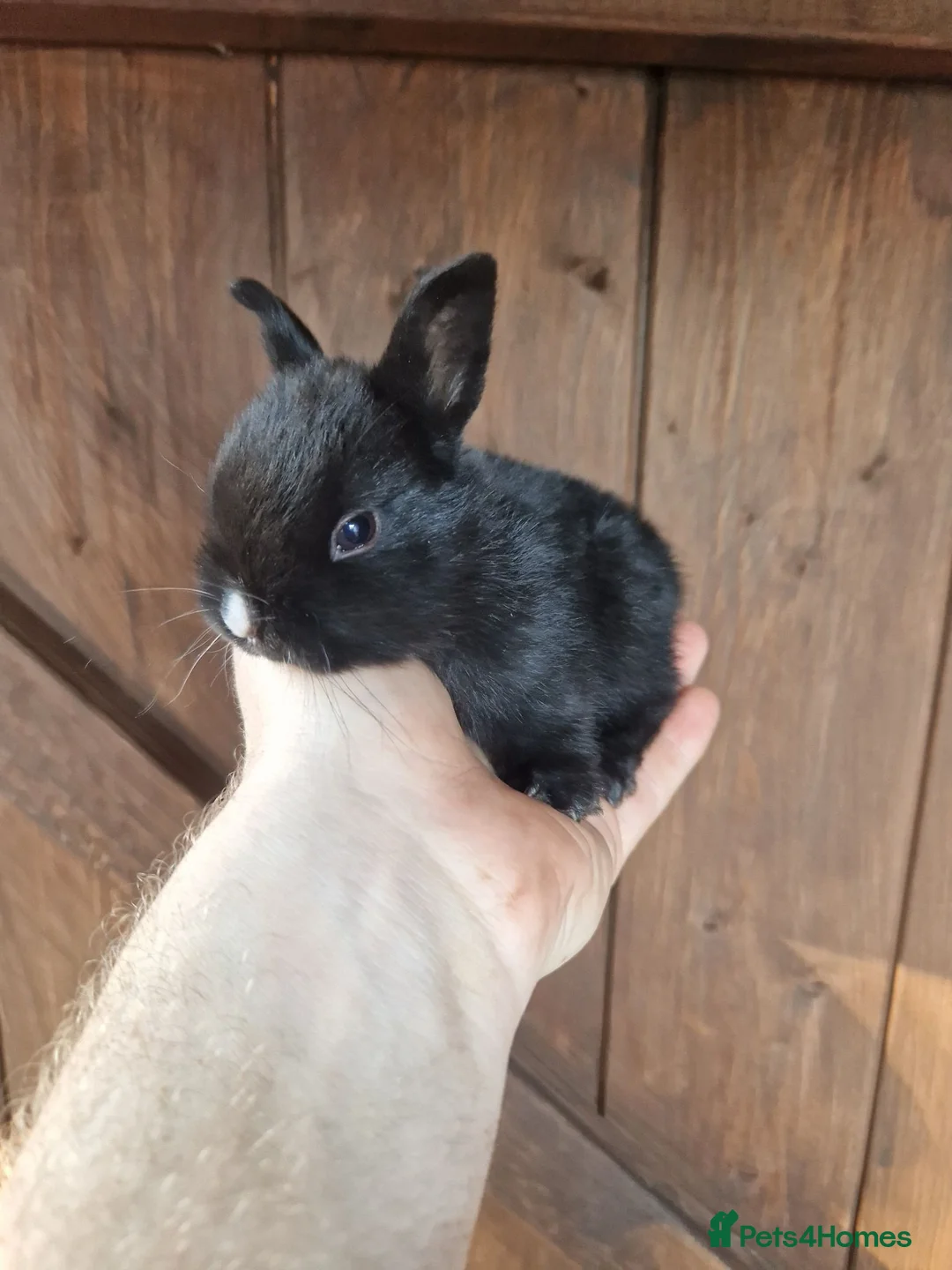 Mixed Breed rabbits for sale: Very tame baby rabbits  - Advert 2