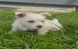 West Highland Terrier dogs for sale: West Highland Terrier pups Dad show bloodlines - Image 11