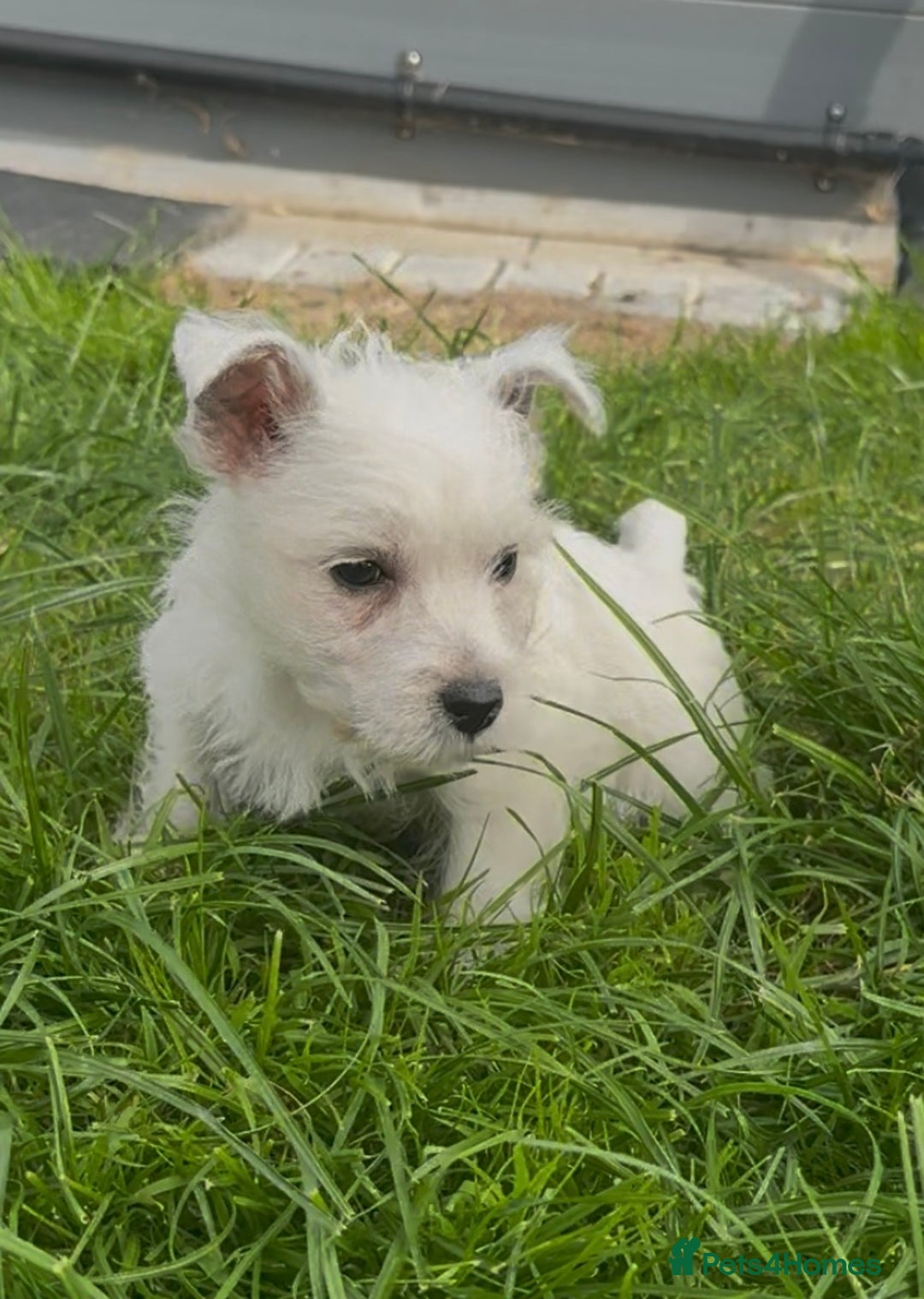 West Highland Terrier dogs for sale: West Highland Terrier pups Dad show bloodlines - Image 11