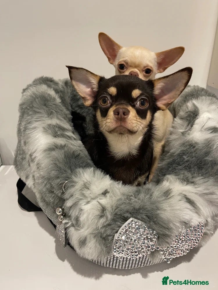 Chihuahua dogs Two beautiful boys looking for new home  - Advert 17