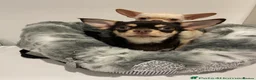 Chihuahua dogs for sale: Two beautiful boys looking for new home  - Advert 1