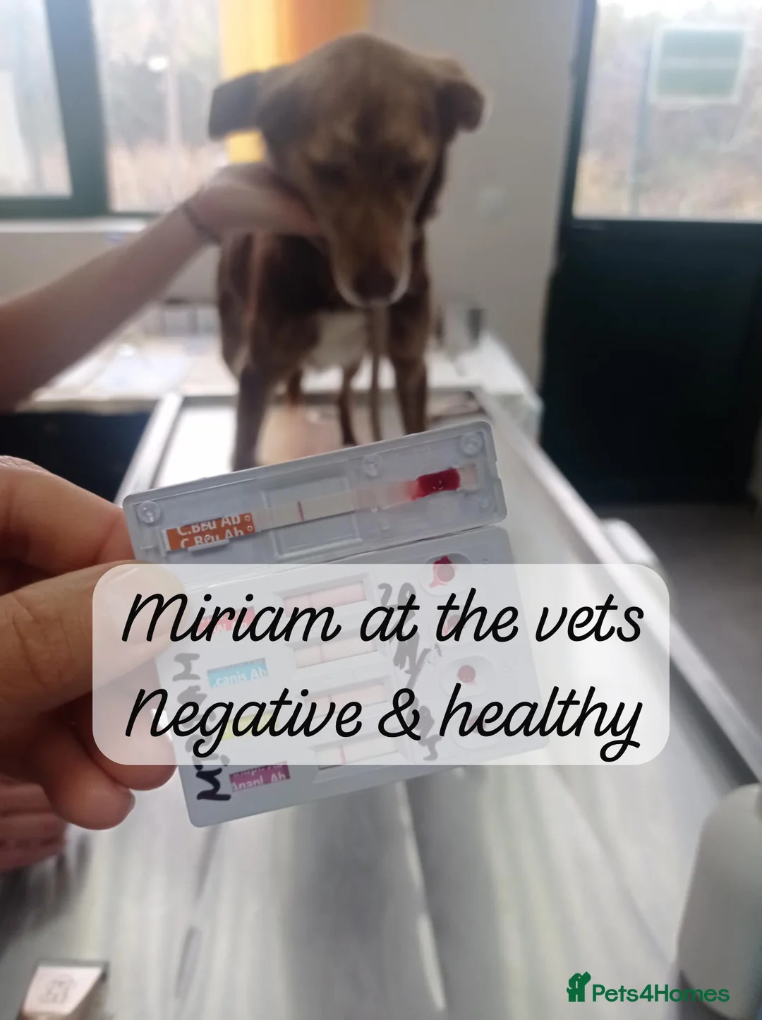 Mixed Breed dogs for adoption: Miriam, 14 months approx. Available for adoption.. - Advert 23