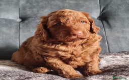 Cockapoo dogs for sale: F1b Cockapoo Puppy Male Red - Image 7