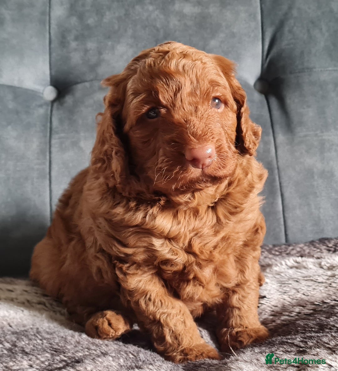 Cockapoo dogs for sale: F1b Cockapoo Puppy Male Red - Image 7