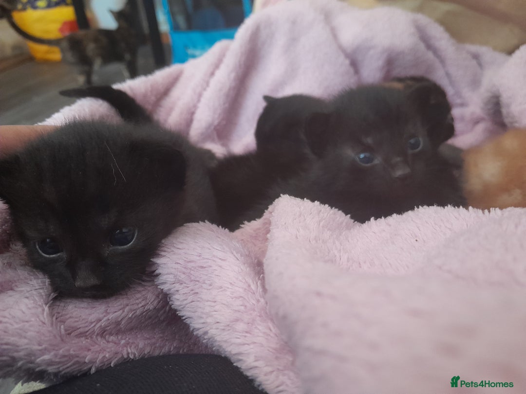 Mixed Breed cats for sale: 5 beautiful kittens - Image 3