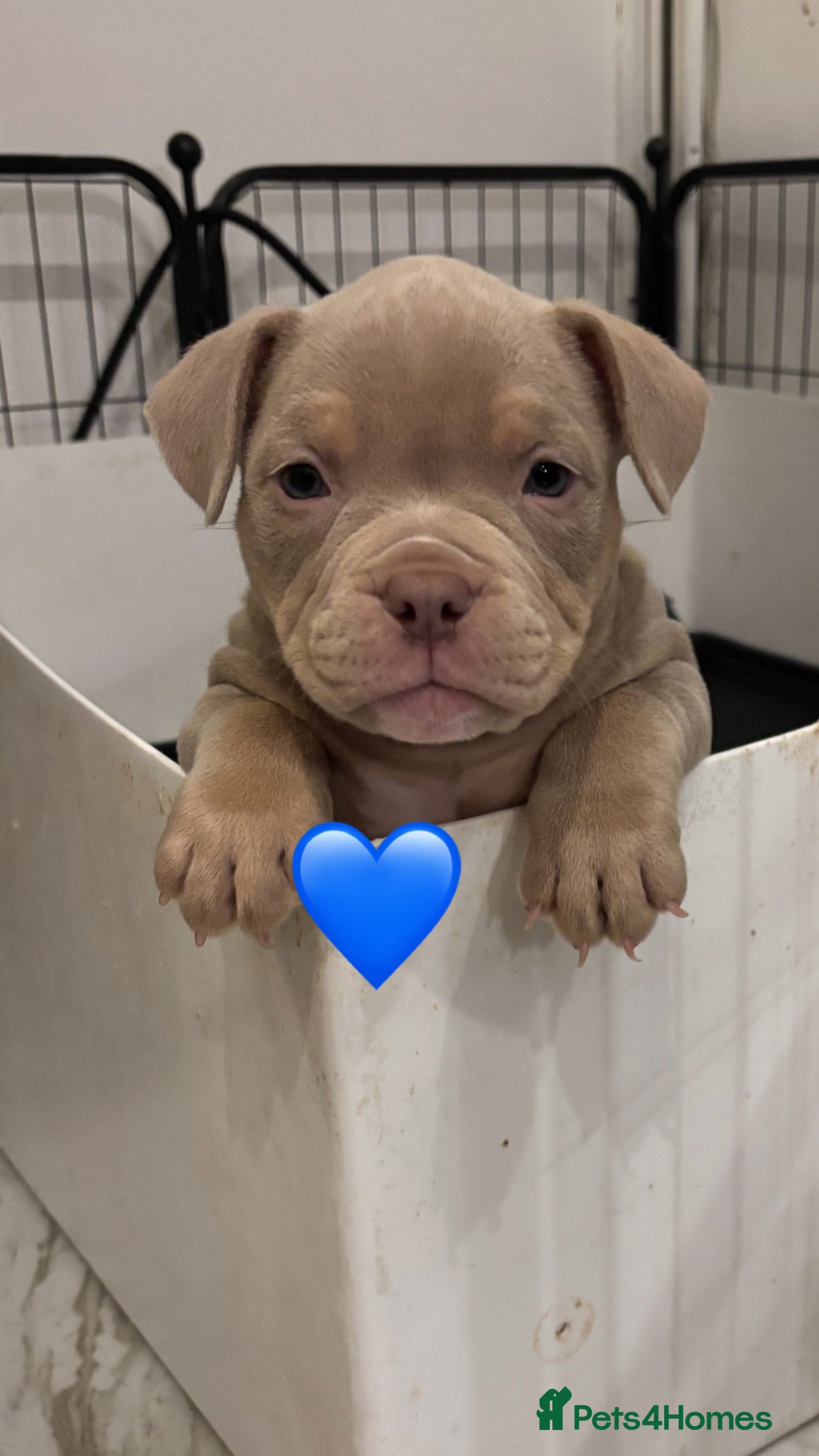 American Bully dogs Abkc Ready in 3days 🐶🐾 deposits accepted  - Advert 19